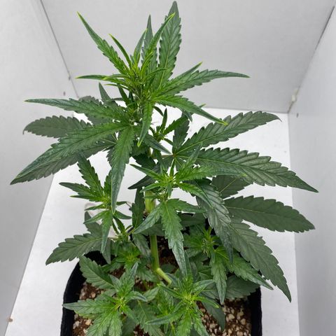 Lisguimia  growlog timeline photo