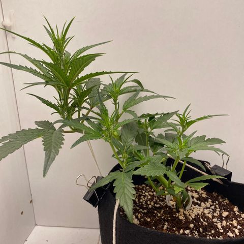 Lisguimia  growlog timeline photo