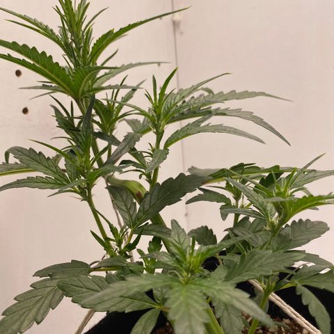 Lisguimia  growlog timeline photo