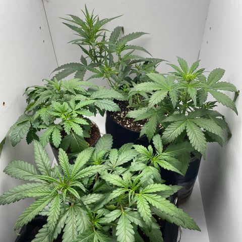 Lisguimia  growlog timeline photo