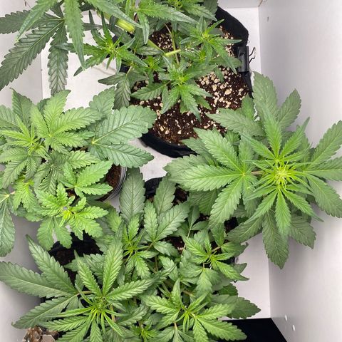 Lisguimia  growlog timeline photo