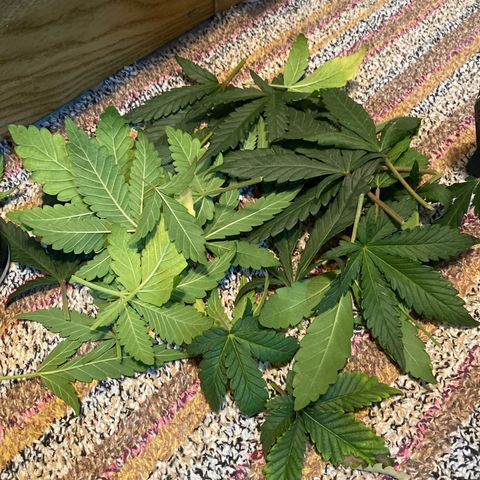ALFACE growlog timeline photo