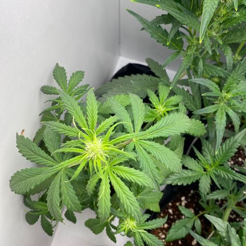 ALFACE growlog timeline photo