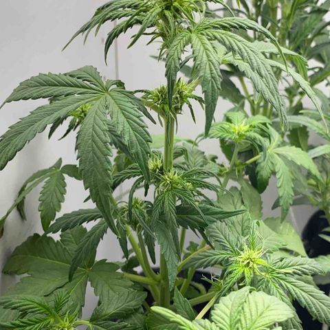 ALFACE growlog timeline photo