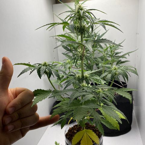 ALFACE growlog timeline photo