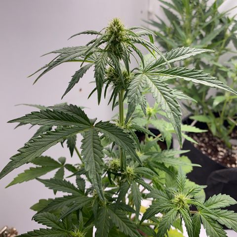 ALFACE growlog timeline photo