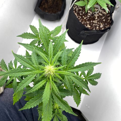 ALFACE growlog timeline photo