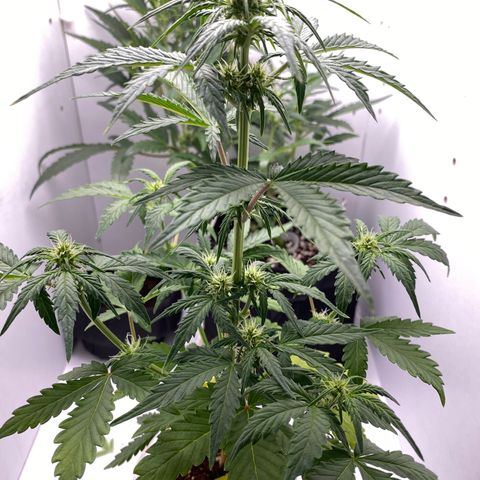ALFACE growlog timeline photo