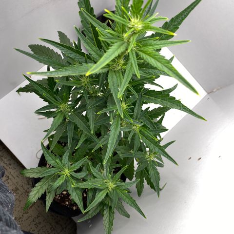 Lisguimia  growlog timeline photo
