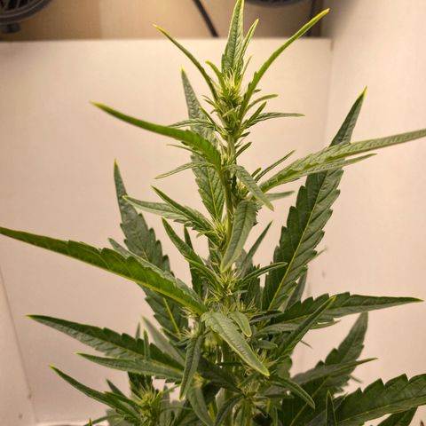 Lisguimia  growlog timeline photo