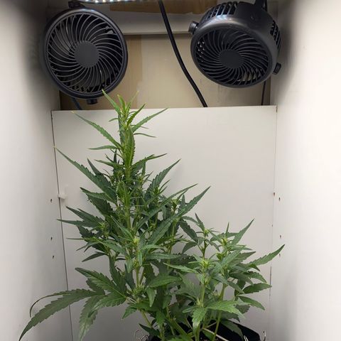 Lisguimia  growlog timeline photo