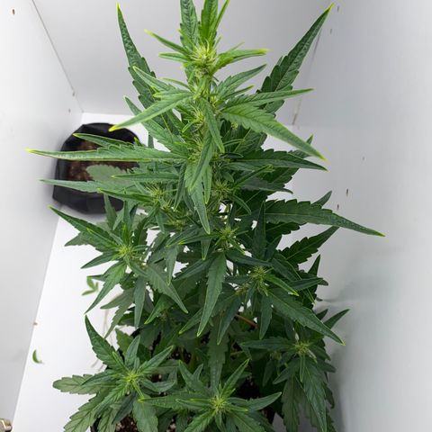 Lisguimia  growlog timeline photo