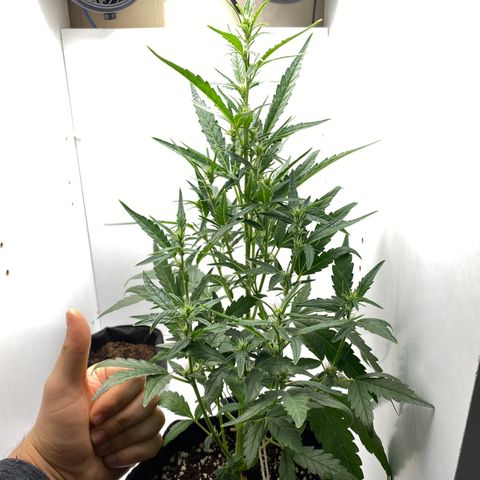 Lisguimia  growlog timeline photo