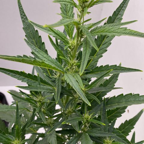 Lisguimia  growlog timeline photo