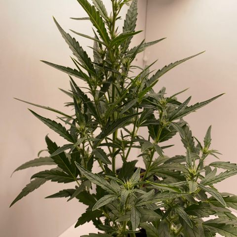Lisguimia  growlog timeline photo
