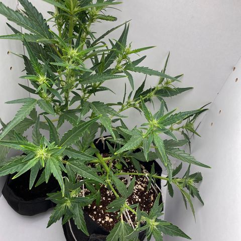 Lisguimia  growlog timeline photo