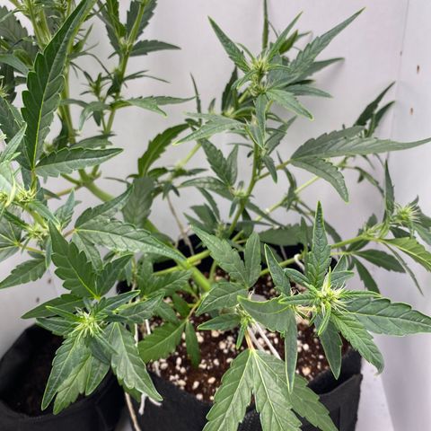Lisguimia  growlog timeline photo