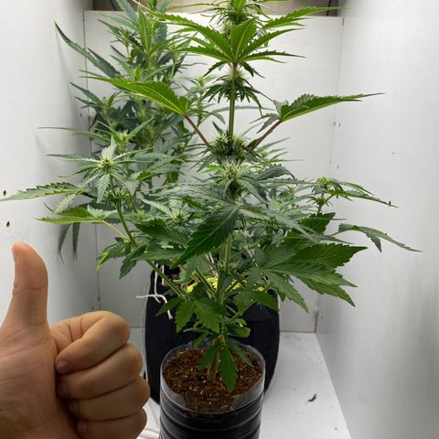 ALFACE growlog timeline photo