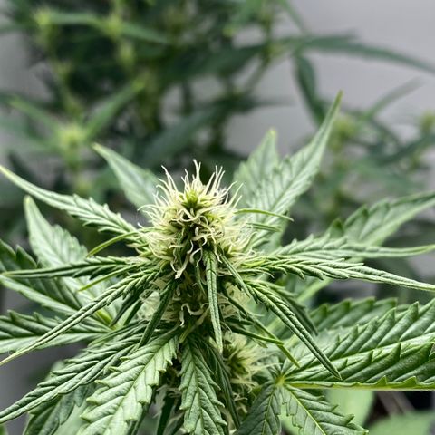 ALFACE growlog timeline photo