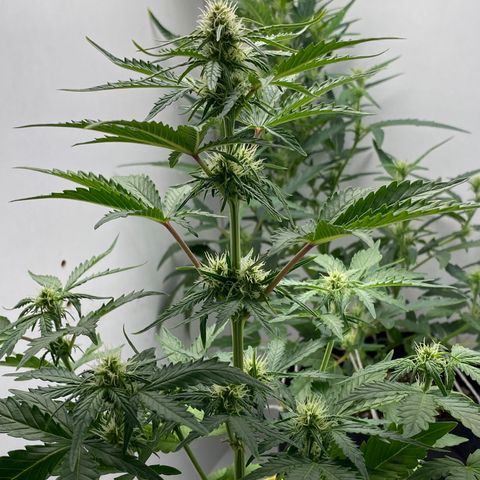 ALFACE growlog timeline photo