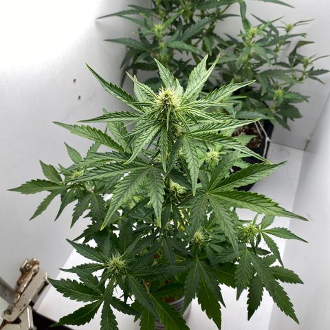 ALFACE growlog timeline photo