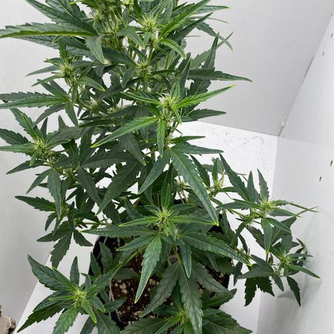 Lisguimia  growlog timeline photo