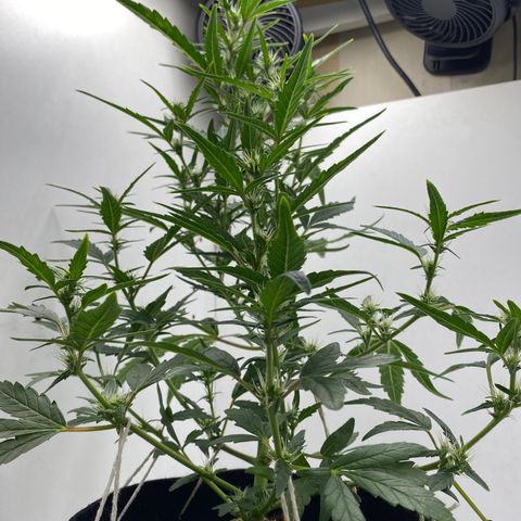 Lisguimia  growlog timeline photo