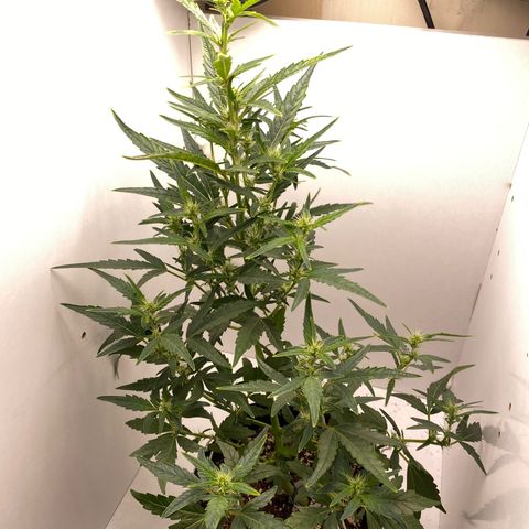Lisguimia  growlog timeline photo