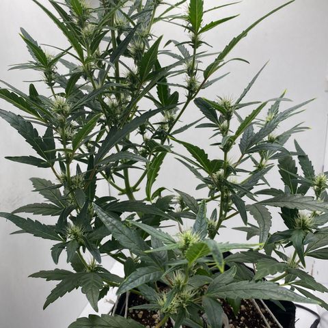 Lisguimia  growlog timeline photo