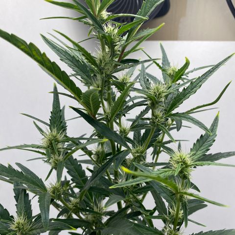 Lisguimia  growlog timeline photo