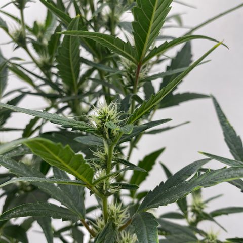 Lisguimia  growlog timeline photo