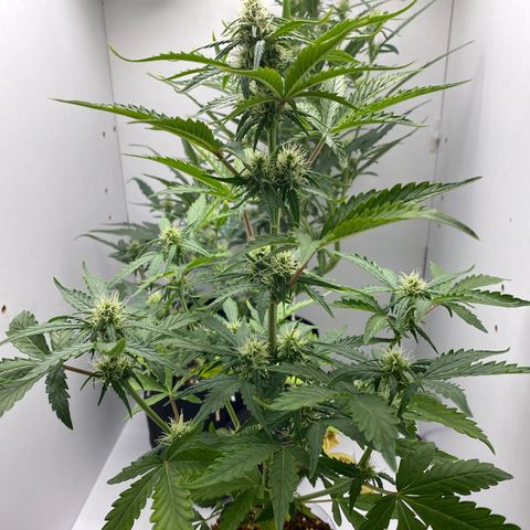 ALFACE growlog timeline photo