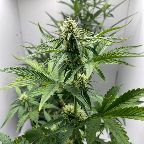 ALFACE growlog timeline photo