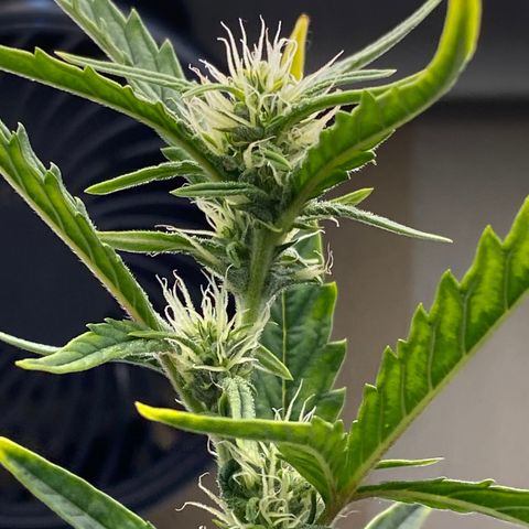 Lisguimia  growlog timeline photo