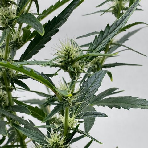 Lisguimia  growlog timeline photo