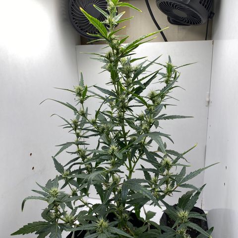 Lisguimia  growlog timeline photo