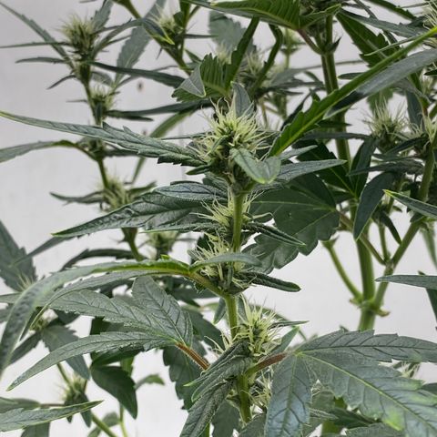 Lisguimia  growlog timeline photo