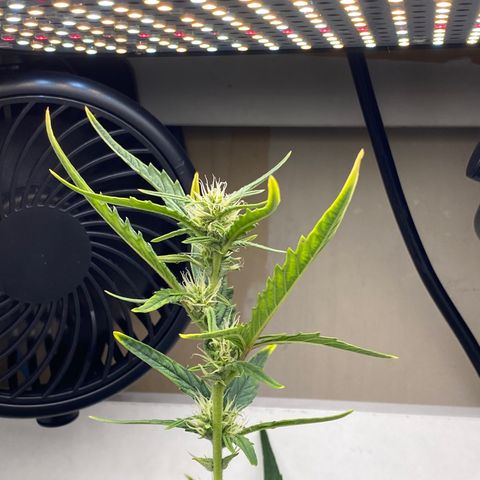Lisguimia  growlog timeline photo