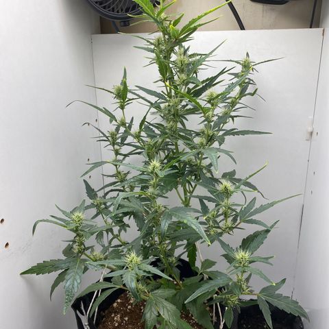 Lisguimia  growlog timeline photo