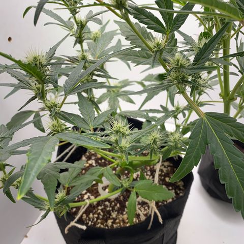 Lisguimia  growlog timeline photo