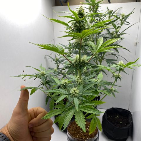 ALFACE growlog timeline photo