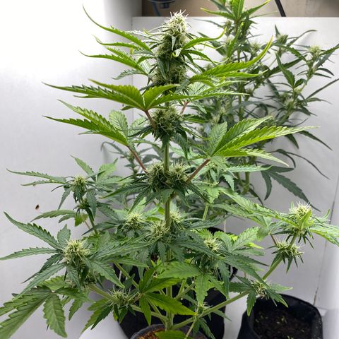ALFACE growlog timeline photo