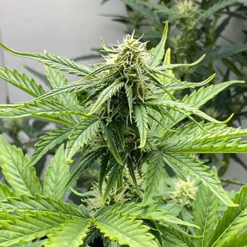 ALFACE growlog timeline photo