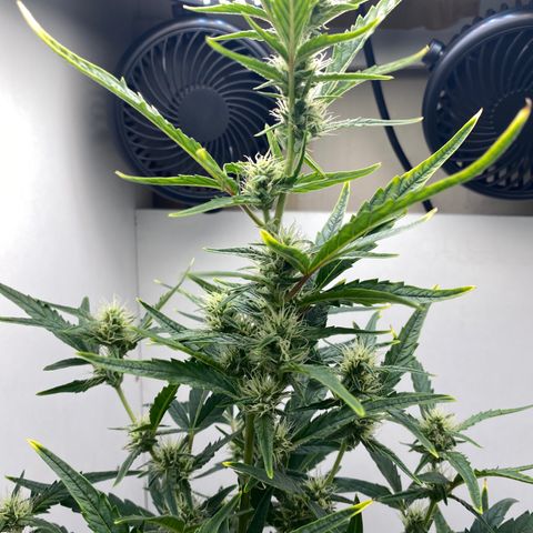 Lisguimia  growlog timeline photo