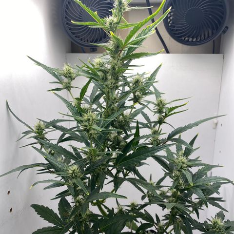 Lisguimia  growlog timeline photo