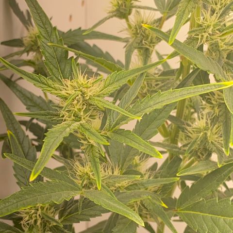 Lisguimia  growlog timeline photo