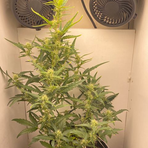 Lisguimia  growlog timeline photo
