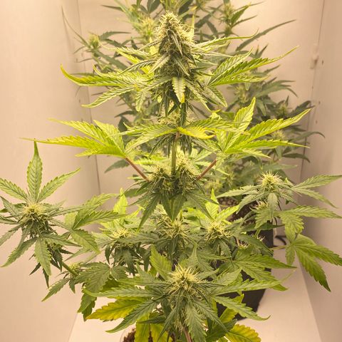 ALFACE growlog timeline photo