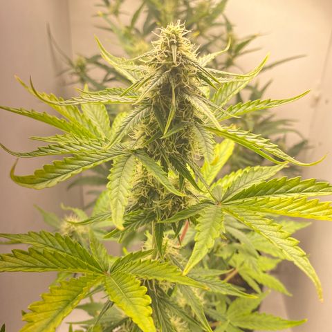 ALFACE growlog timeline photo