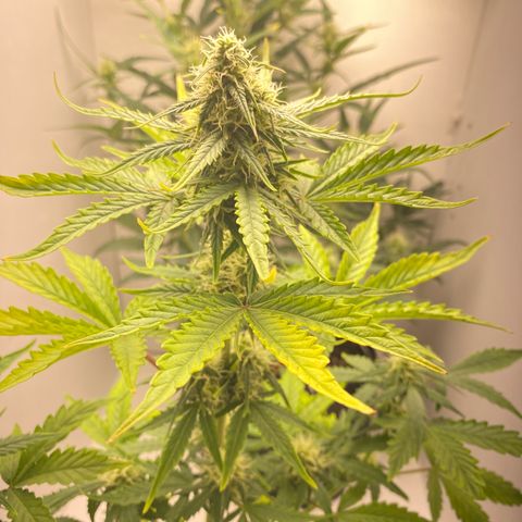 ALFACE growlog timeline photo